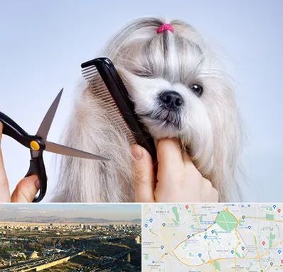 آرایشگاه حیوانات خانگی در منطقه 19 تهران