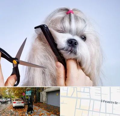 آرایشگاه حیوانات خانگی در خیابان فلسطین