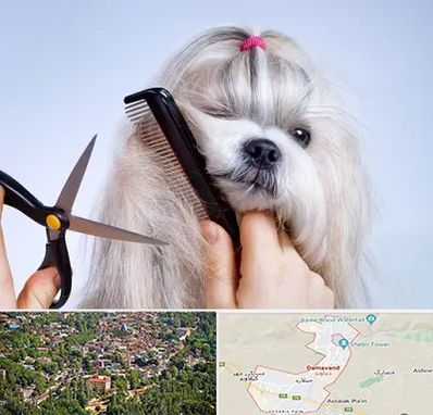 آرایشگاه حیوانات خانگی در دماوند