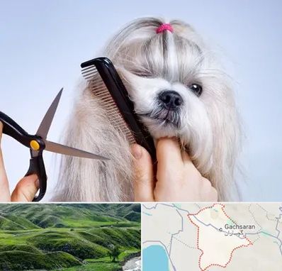 آرایشگاه حیوانات خانگی در گچساران