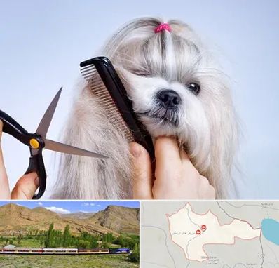 آرایشگاه حیوانات خانگی در خاش