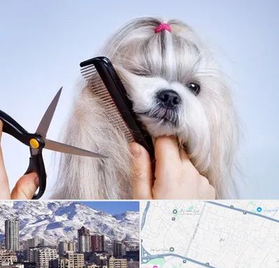 آرایشگاه حیوانات خانگی در ازگل