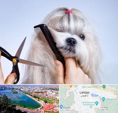 آرایشگاه حیوانات خانگی در لاهیجان