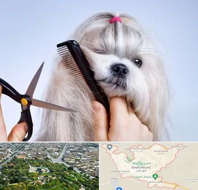 آرایشگاه حیوانات خانگی در شهرکرد