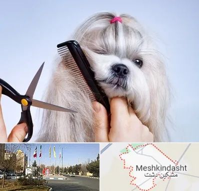 آرایشگاه حیوانات خانگی در مشکین دشت