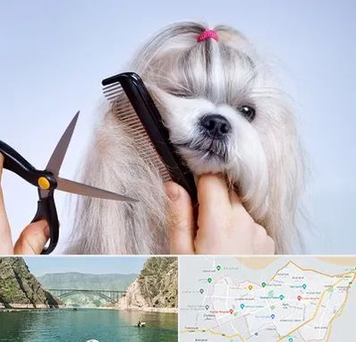 آرایشگاه حیوانات خانگی در ایلام