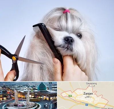 آرایشگاه حیوانات خانگی در زنجان