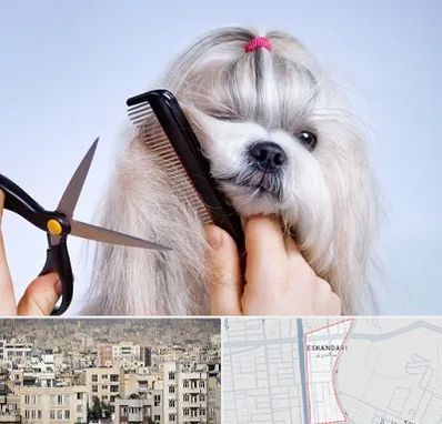 آرایشگاه حیوانات خانگی در اسکندری