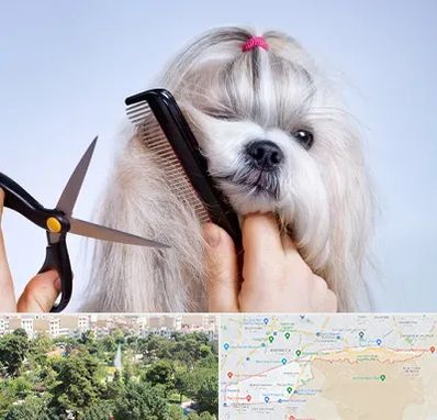 آرایشگاه حیوانات خانگی در منطقه 13 تهران