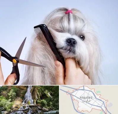 آرایشگاه حیوانات خانگی در الیگودرز