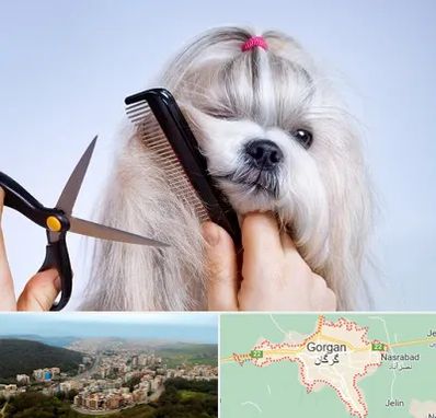 آرایشگاه حیوانات خانگی در گرگان