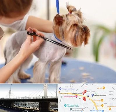 آرایشگاه سگ در پارک وی