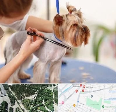 آرایشگاه سگ در سالاریه قم