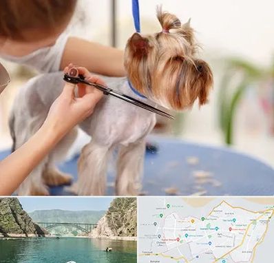 آرایشگاه سگ در ایلام