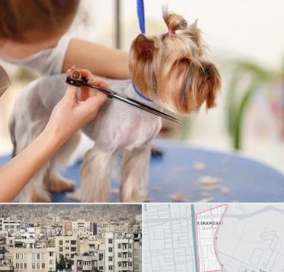 آرایشگاه سگ در اسکندری