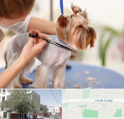 آرایشگاه سگ در طرشت