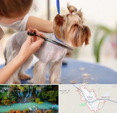 آرایشگاه سگ در دورود