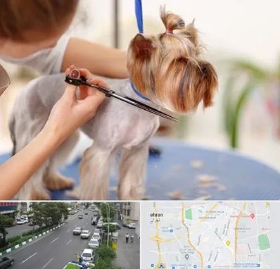 آرایشگاه سگ در ستارخان 