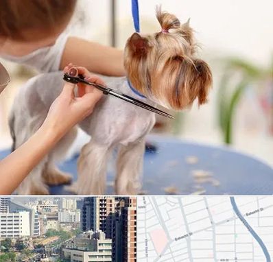 آرایشگاه سگ در خیابان بهشتی