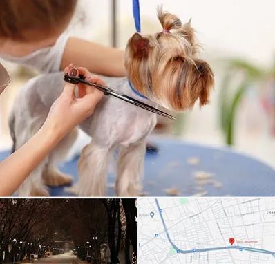 آرایشگاه سگ در ابوریحان تبریز