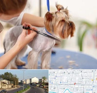 آرایشگاه سگ در ضیابری رشت