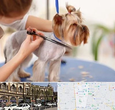 آرایشگاه سگ در منطقه 11 تهران