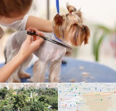 آرایشگاه سگ در منطقه 13 تهران