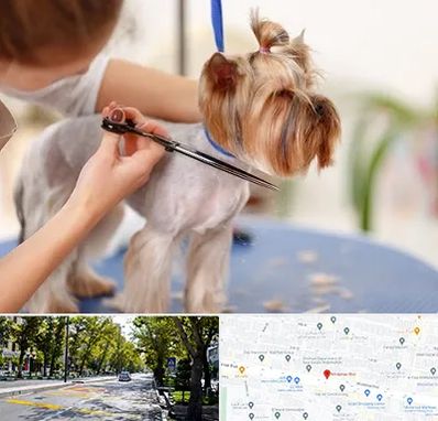 آرایشگاه سگ در میرداماد