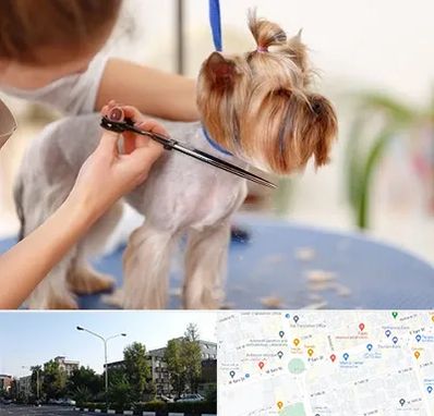 آرایشگاه سگ در میدان کاج