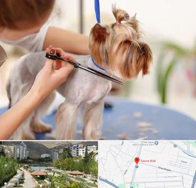 آرایشگاه سگ در بلوار تعاون