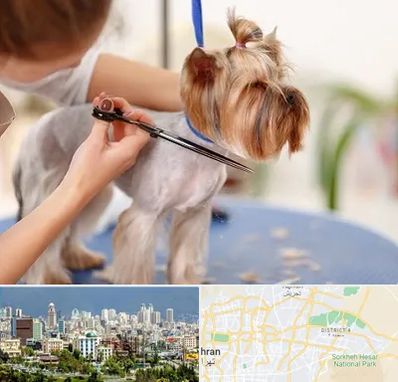 آرایشگاه سگ در شرق تهران 