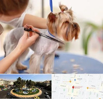 آرایشگاه سگ در هفت حوض