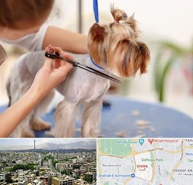 آرایشگاه سگ در گیشا