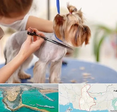 آرایشگاه سگ در سیستان و بلوچستان