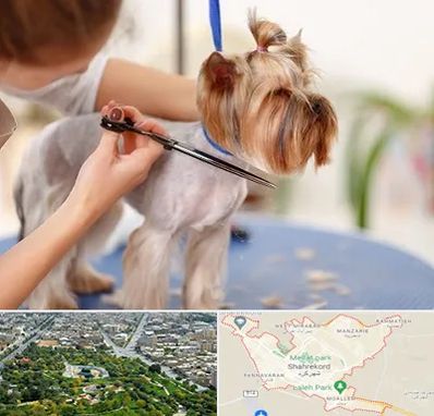 آرایشگاه سگ در شهرکرد