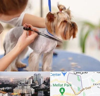 آرایشگاه سگ در الهیه 