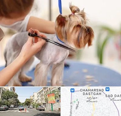 آرایشگاه سگ در چهارصد دستگاه