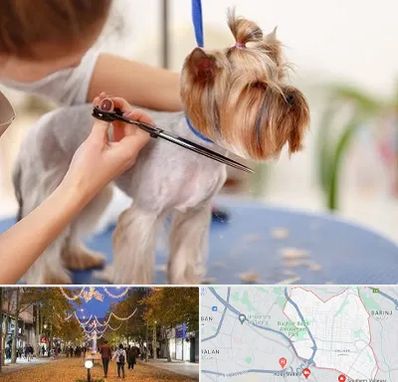 آرایشگاه سگ در ولیعصر ارومیه