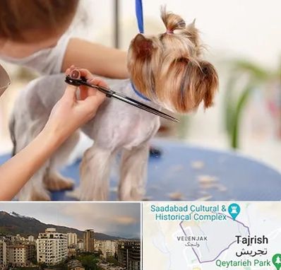 آرایشگاه سگ در زعفرانیه