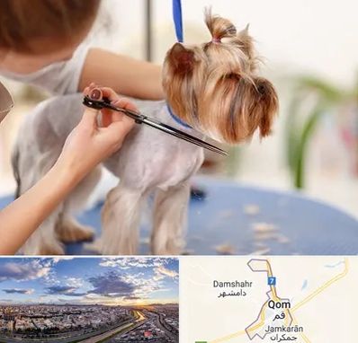 آرایشگاه سگ در قم