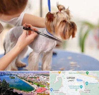 آرایشگاه سگ در لاهیجان