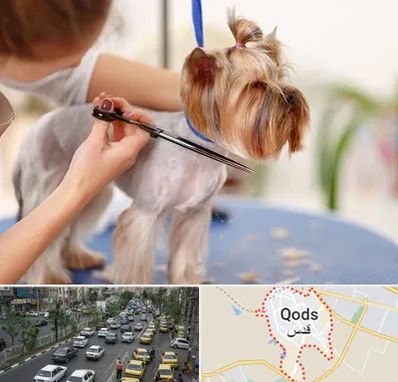 آرایشگاه سگ در شهر قدس