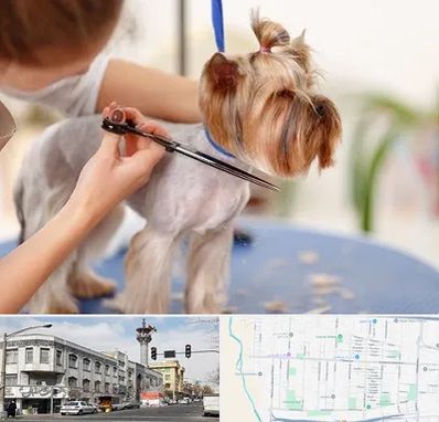 آرایشگاه سگ در 17شهریور