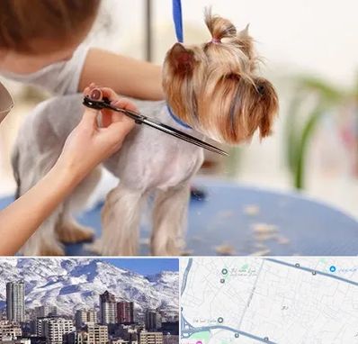 آرایشگاه سگ در ازگل