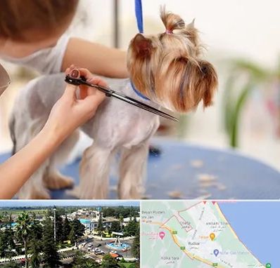 آرایشگاه سگ در رودسر