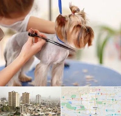 آرایشگاه سگ در منطقه 5 تهران