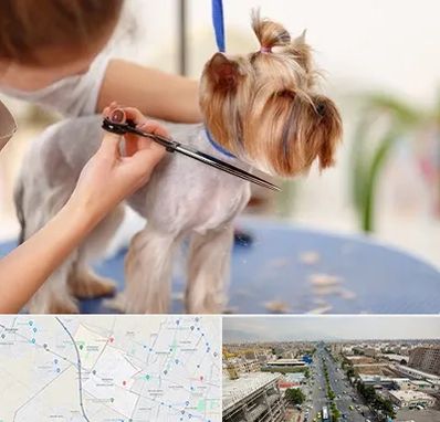 آرایشگاه سگ در حصارک کرج