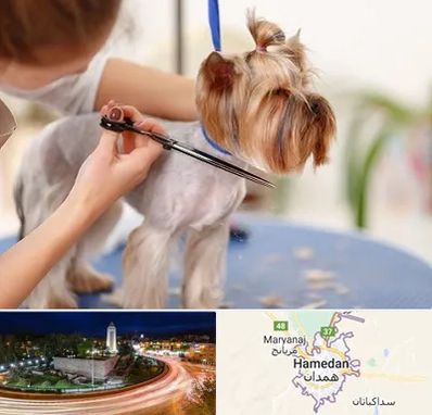 آرایشگاه سگ در همدان