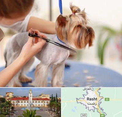 آرایشگاه سگ در رشت