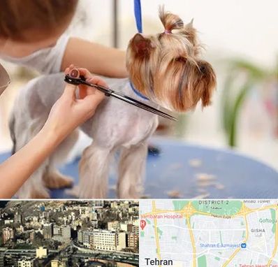 آرایشگاه سگ در مرزداران 